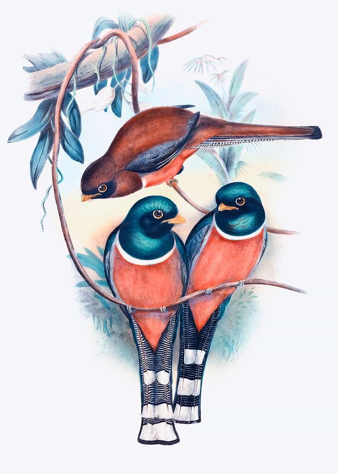 Trogon Personatus