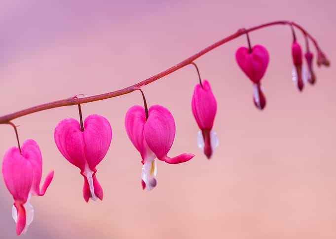 Pink Valentine flowers