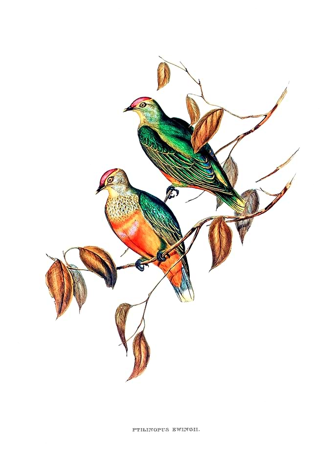 Ewings Fruit Pigeon