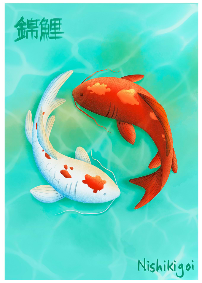 Japanese Koi Fish