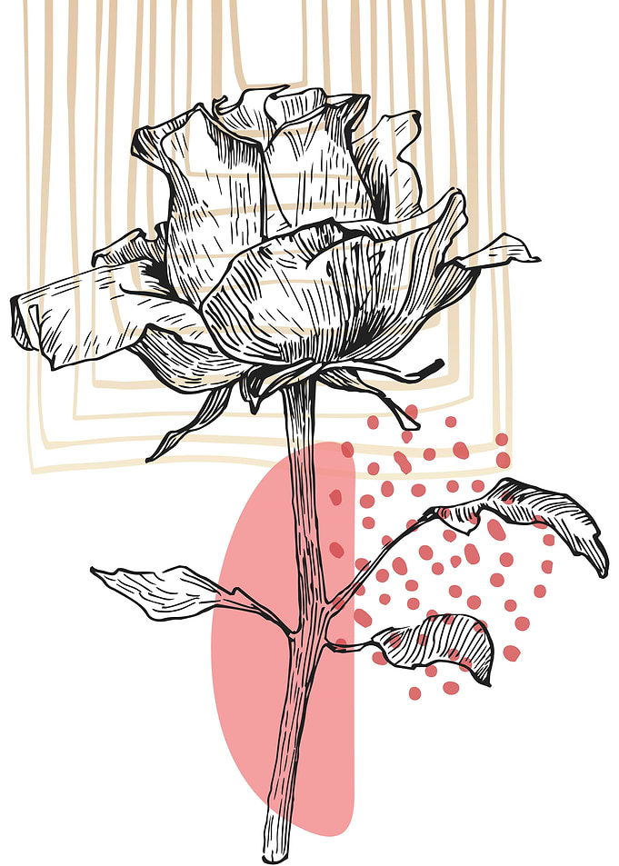 Rose