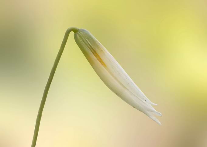 Trout lily wildflower