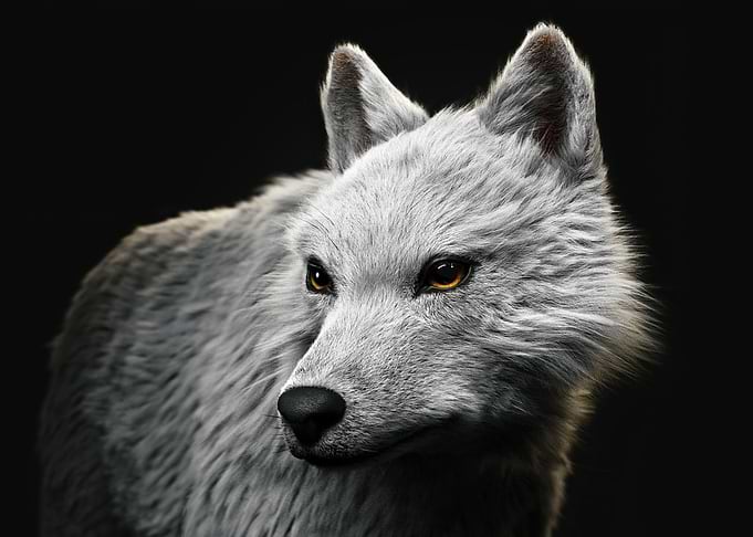 The Wolf