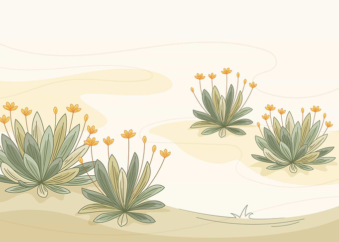 Frailejon plant