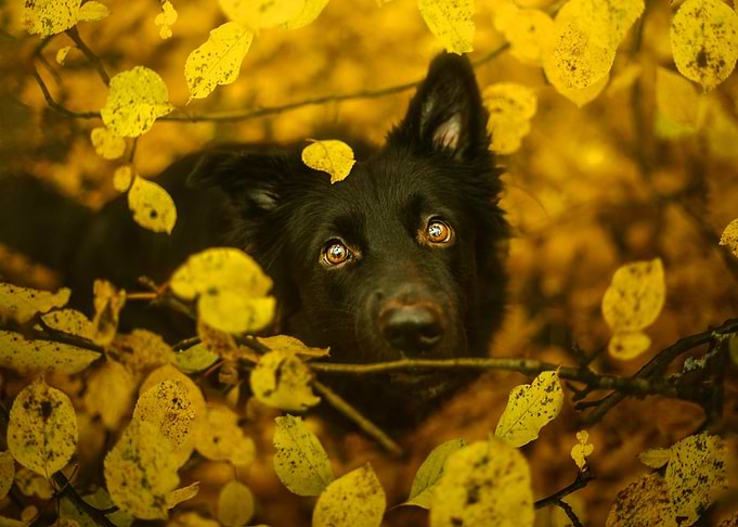 BLACK DOG