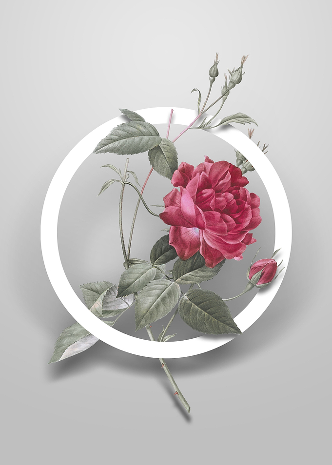 Blood Red Bengal Rose Art