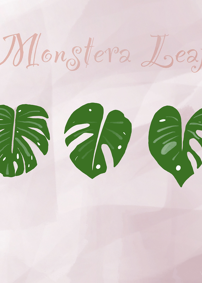 Monstera leaf