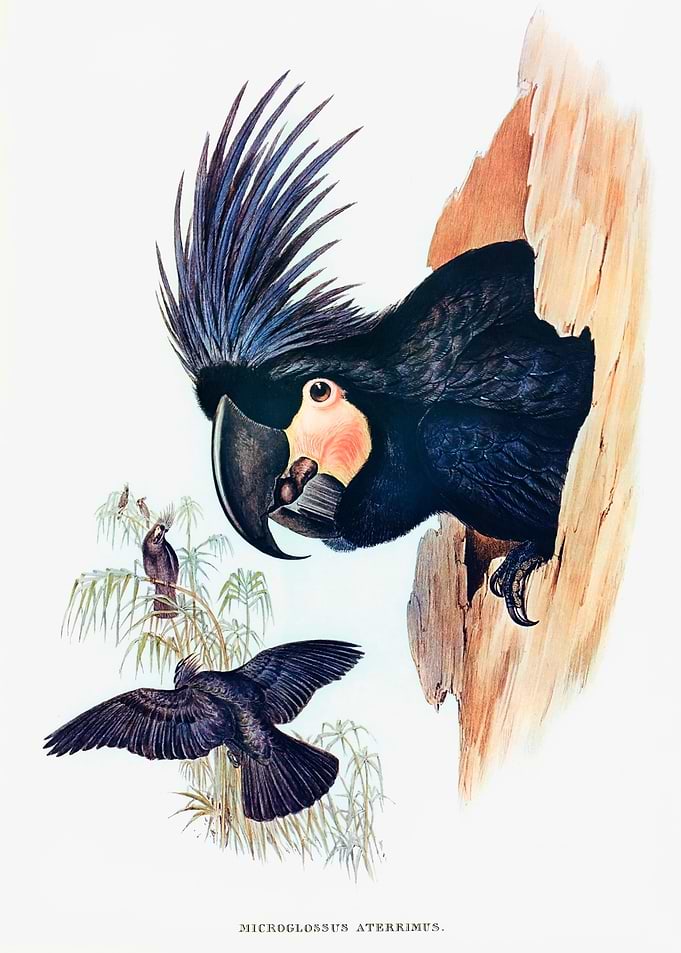 Great Palm Cockatoo