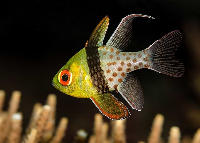 Under Water