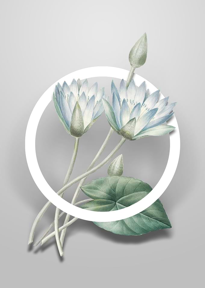 Egyptian Lotus Flower Art