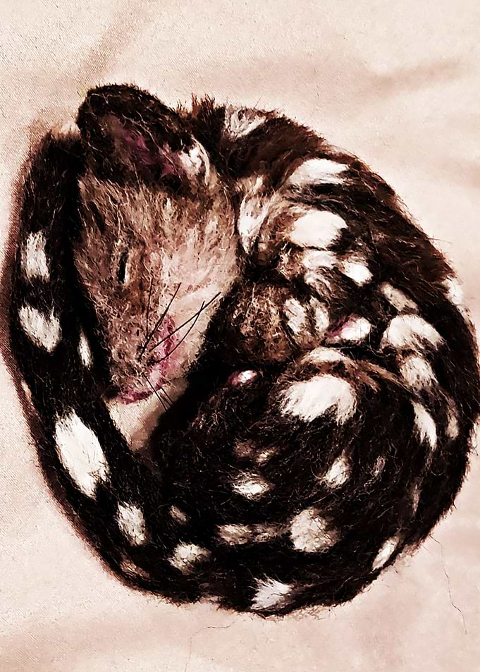 quoll animal