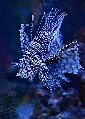 Under Water