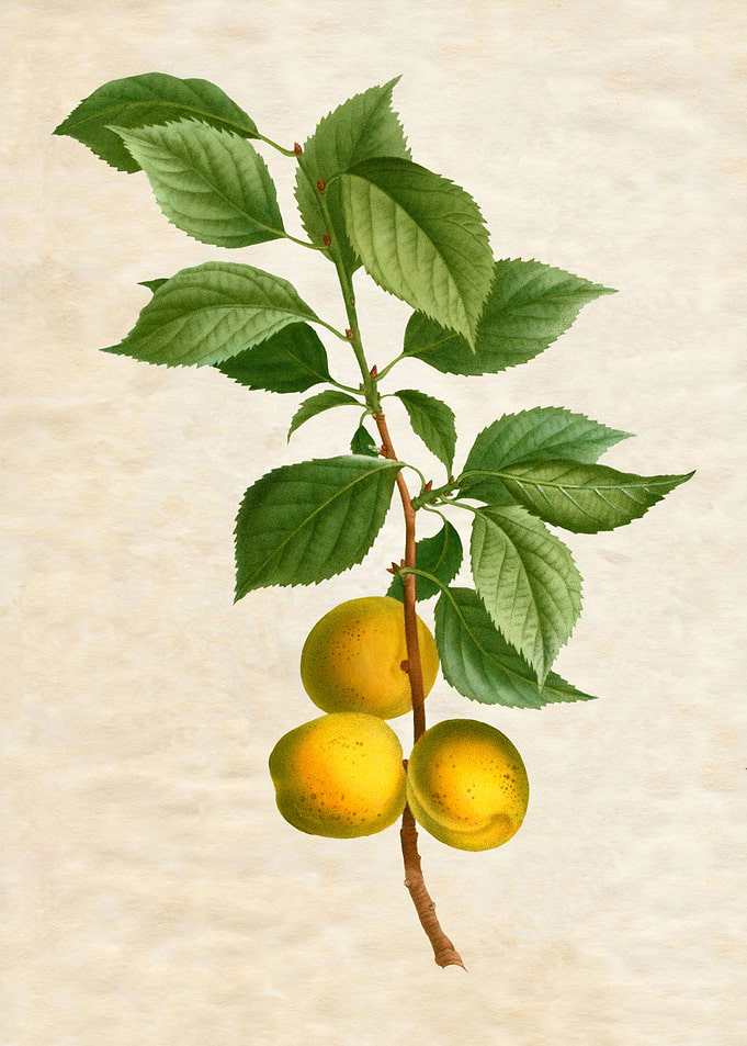 VINTAGE APRICOTS