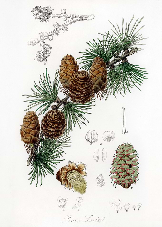 Linus larix