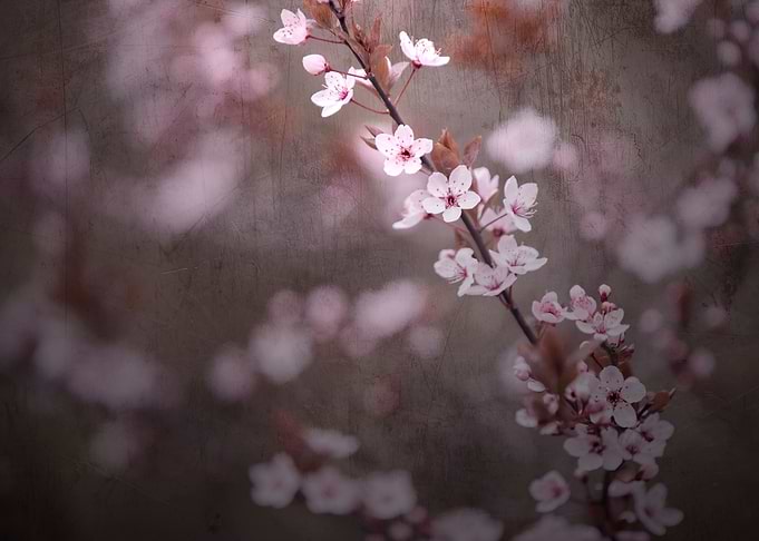 Spring pink flower, trees