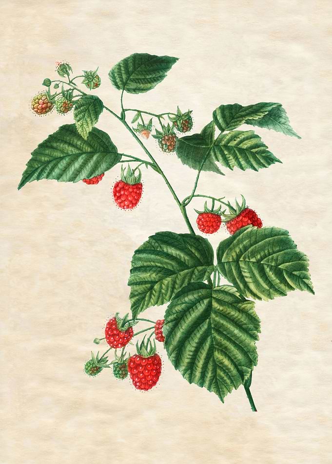 VINTAGE RASPBERRIES