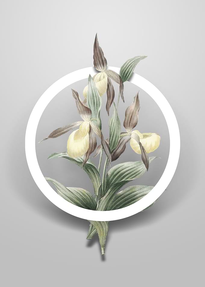 Sabot des Alpes Flower Art