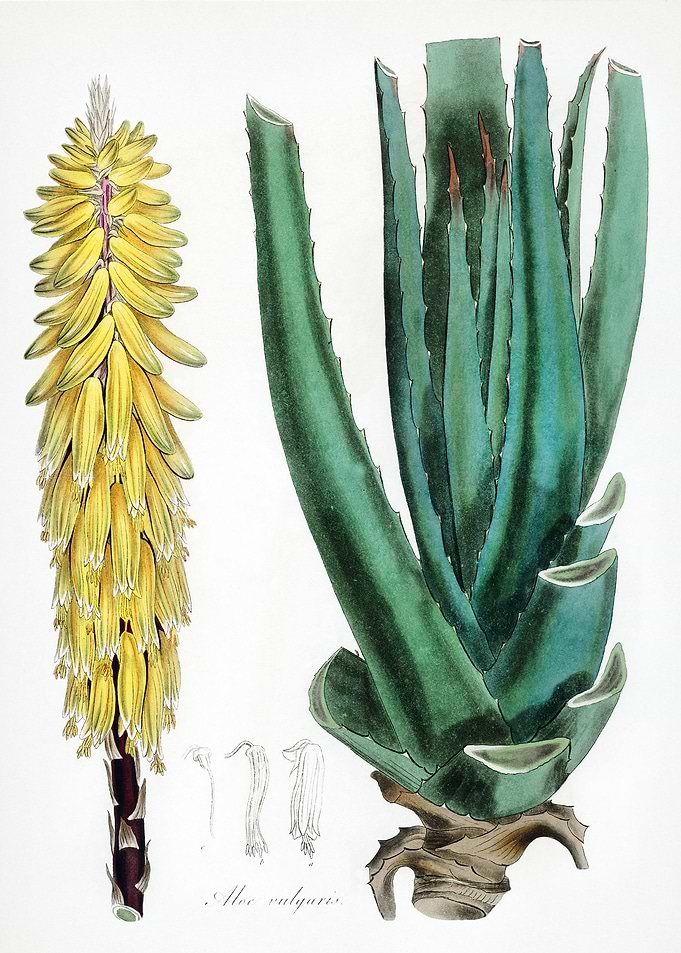 Bitter Root
