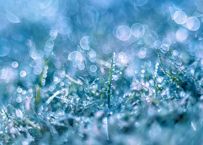 Dew drops on a frozen lawn