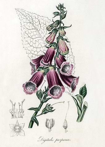 Foxglove Illustration