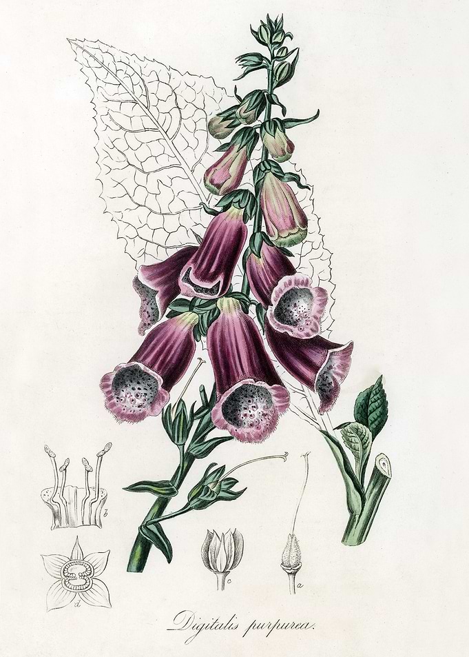 Foxglove Illustration