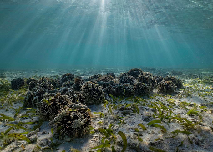 Sea Urchin