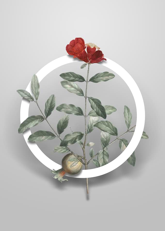 Pomegranate Branch Flower