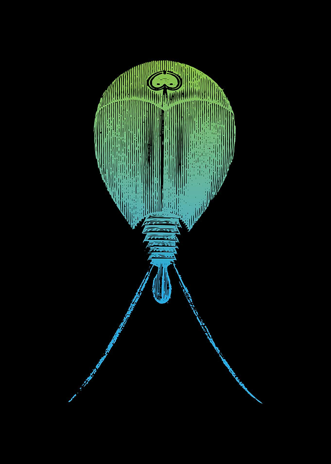 Triops Living Fossil