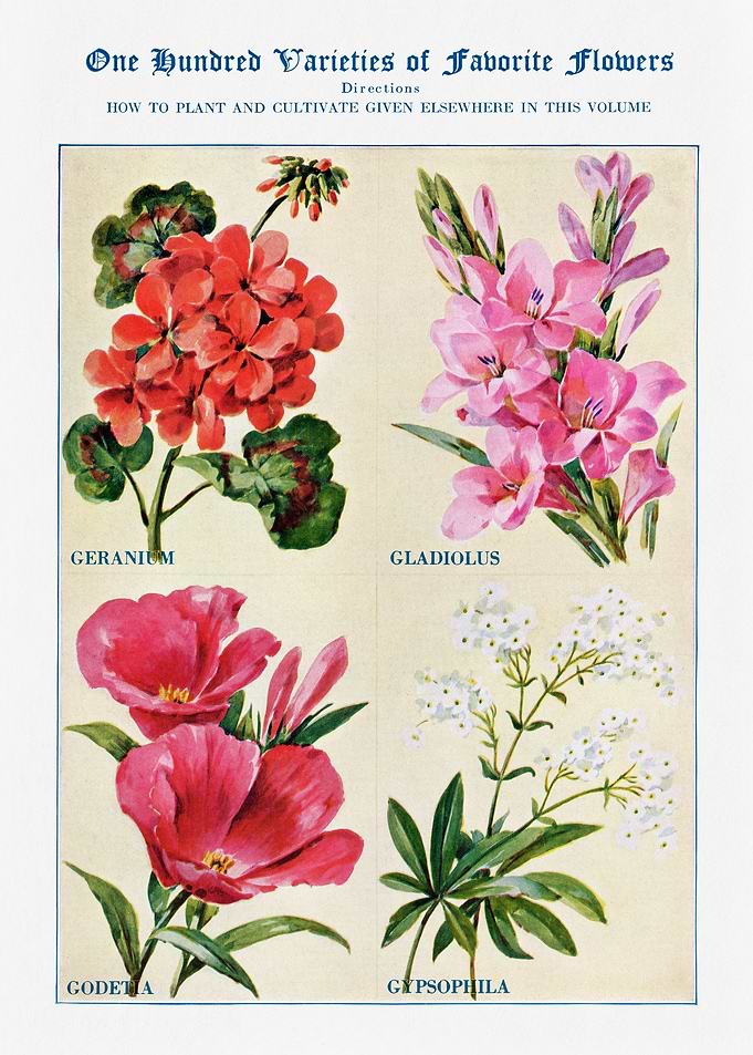 100 Varieties of Flowers