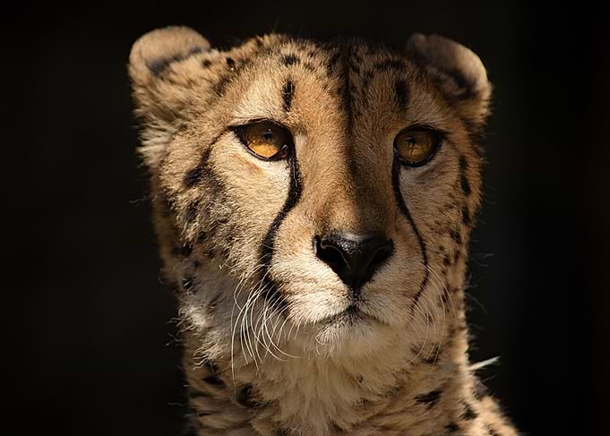 Wild Cheetah