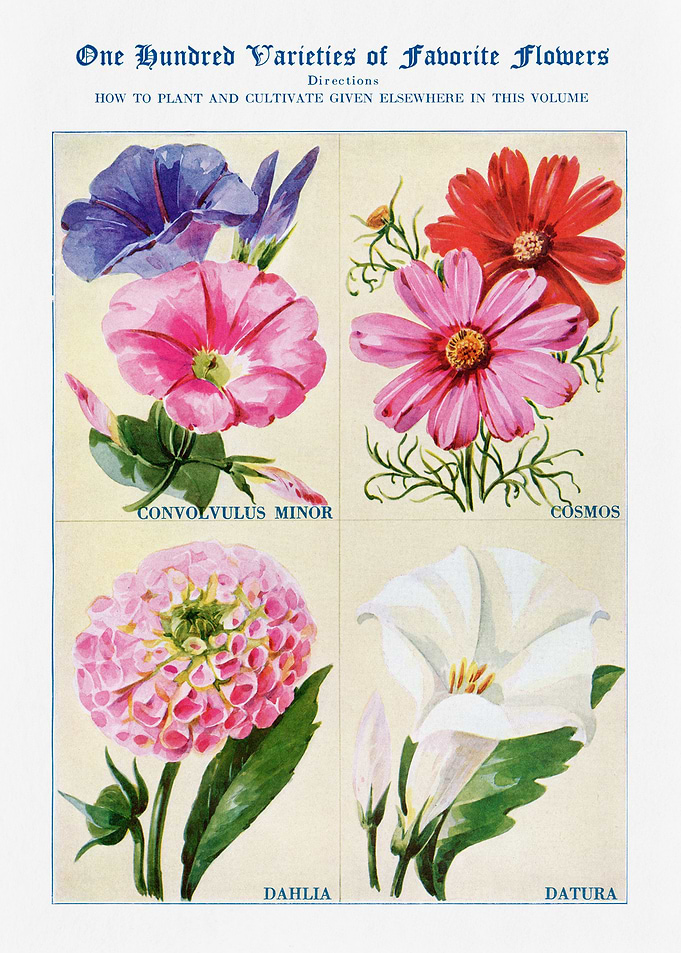 100 Varieties of Flowers