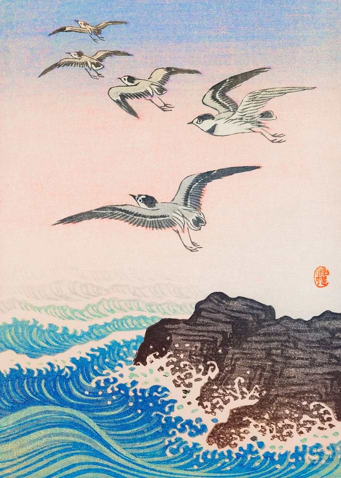 Five seagulls