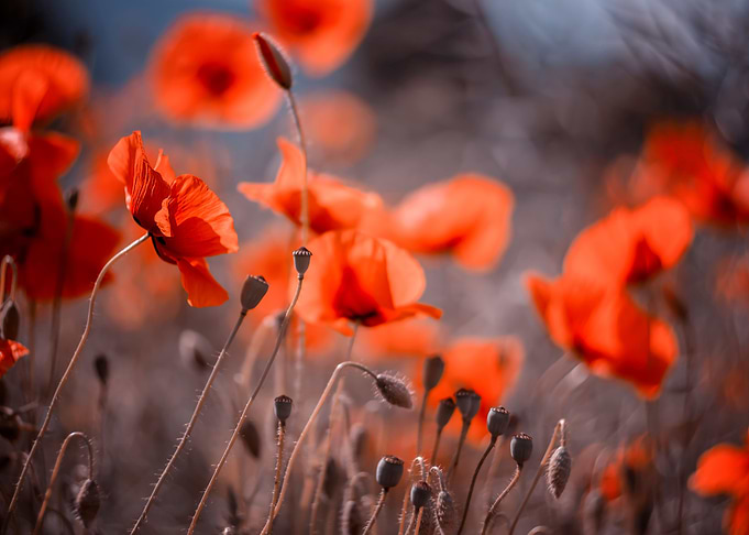 Red field poppies, macro