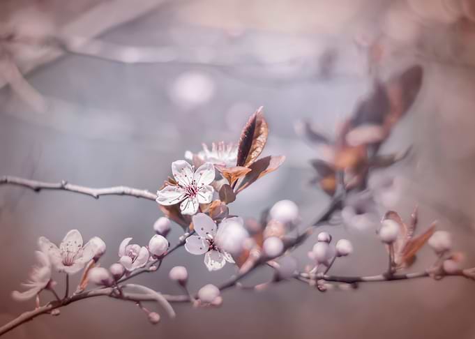 Pink Cherry blossoms
