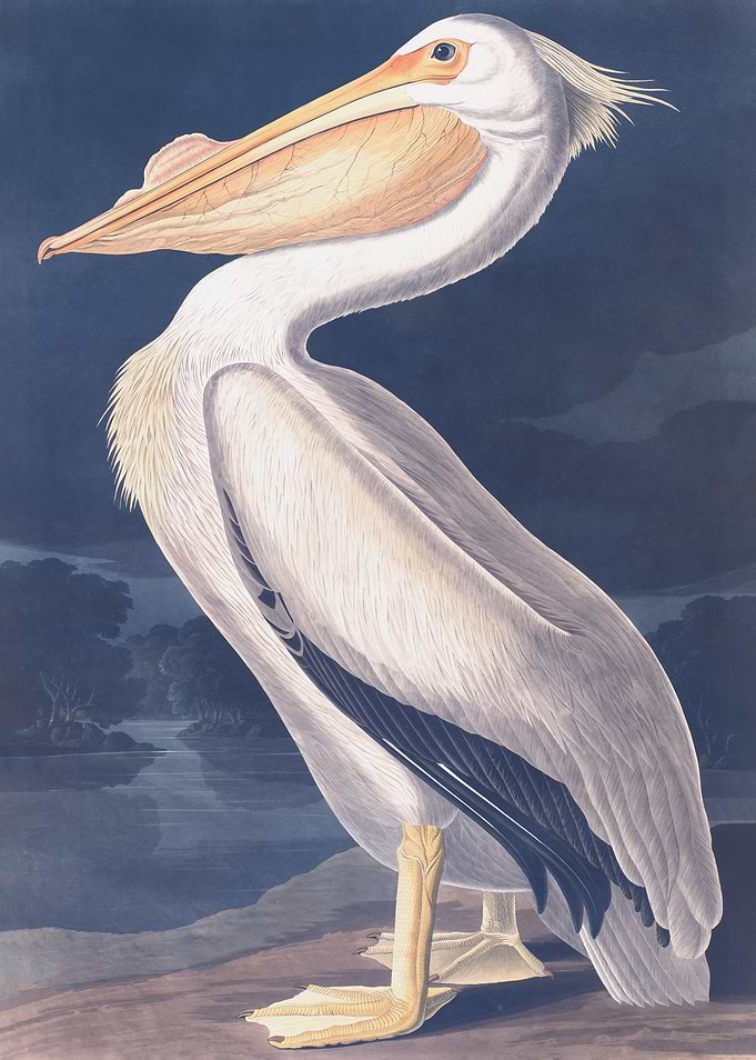 American White Pelican