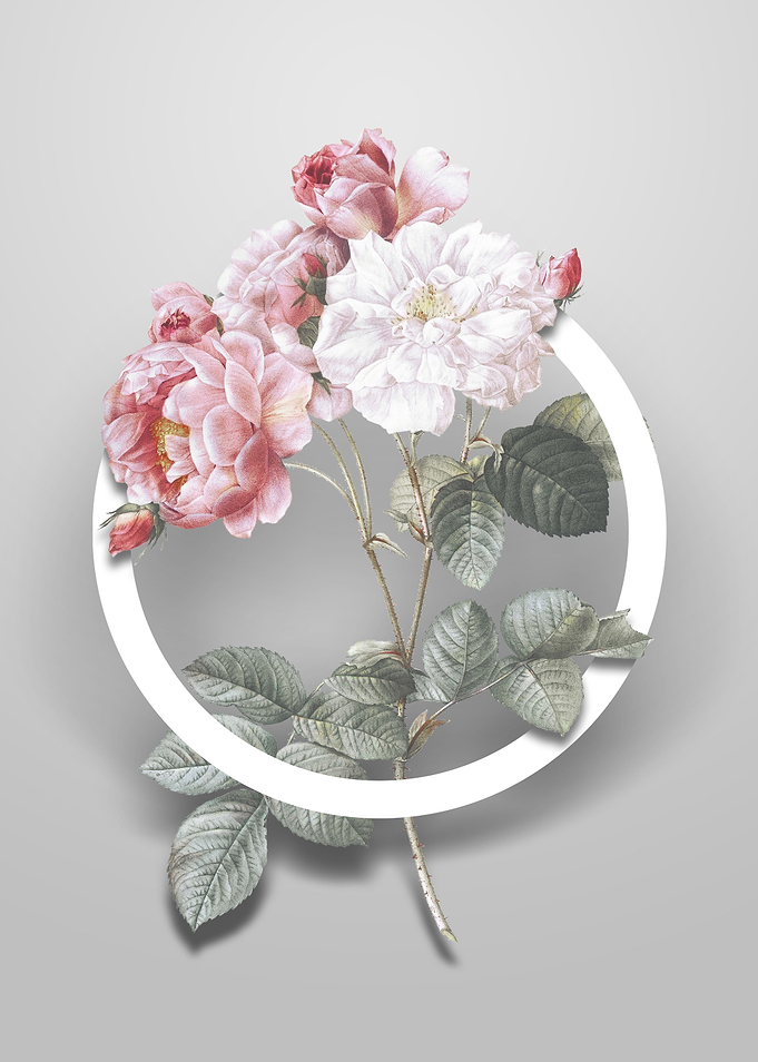 Pink Damask Rose Flower