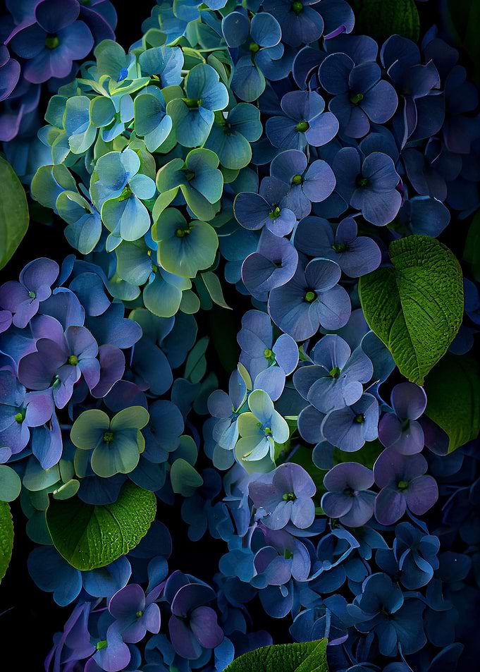 Hydrangea Arborescens