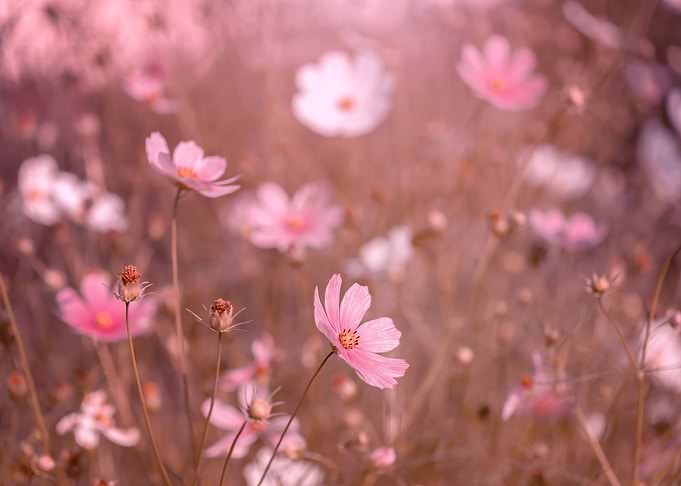 Pink country flowers