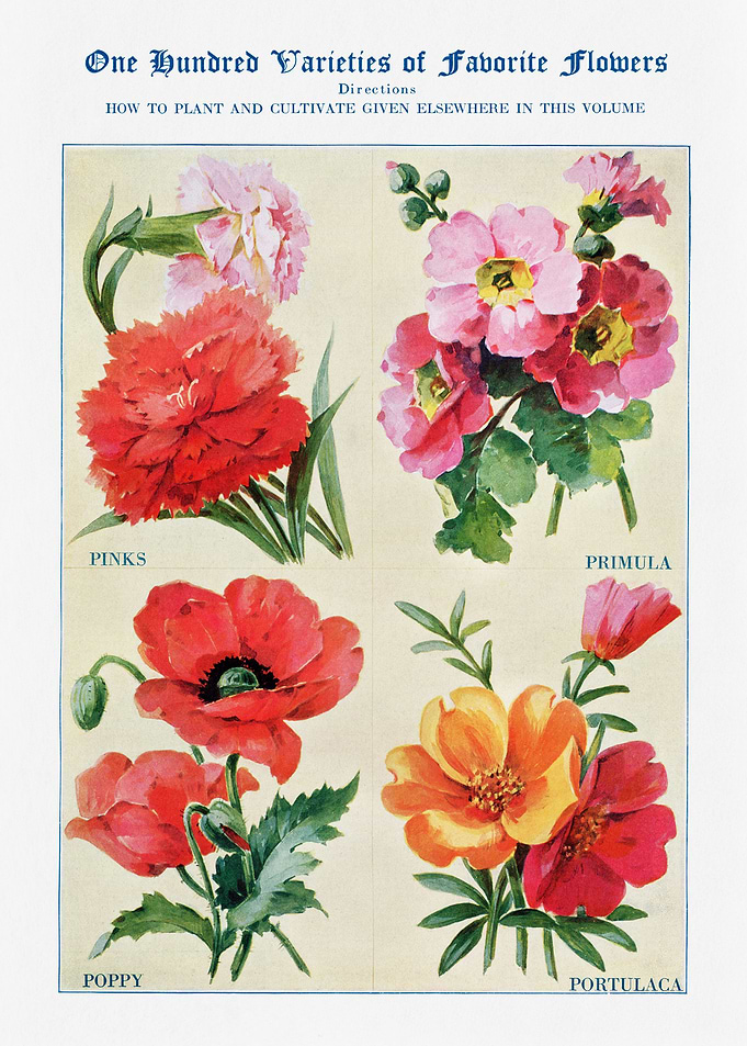 100 Varieties of Flowers