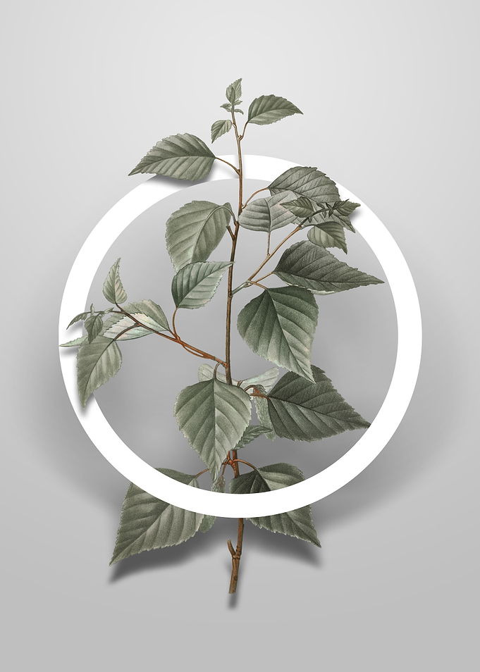 Vintage Black Birch Flower