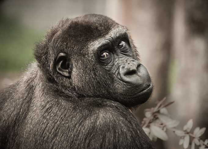 Innocent Gorilla Poster