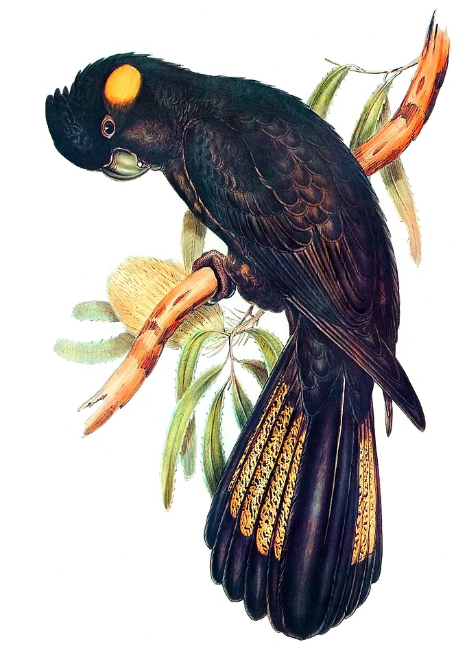 Funereal Cockatoo