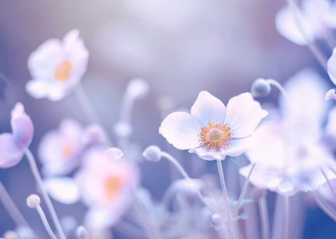 Anemone, white flowers