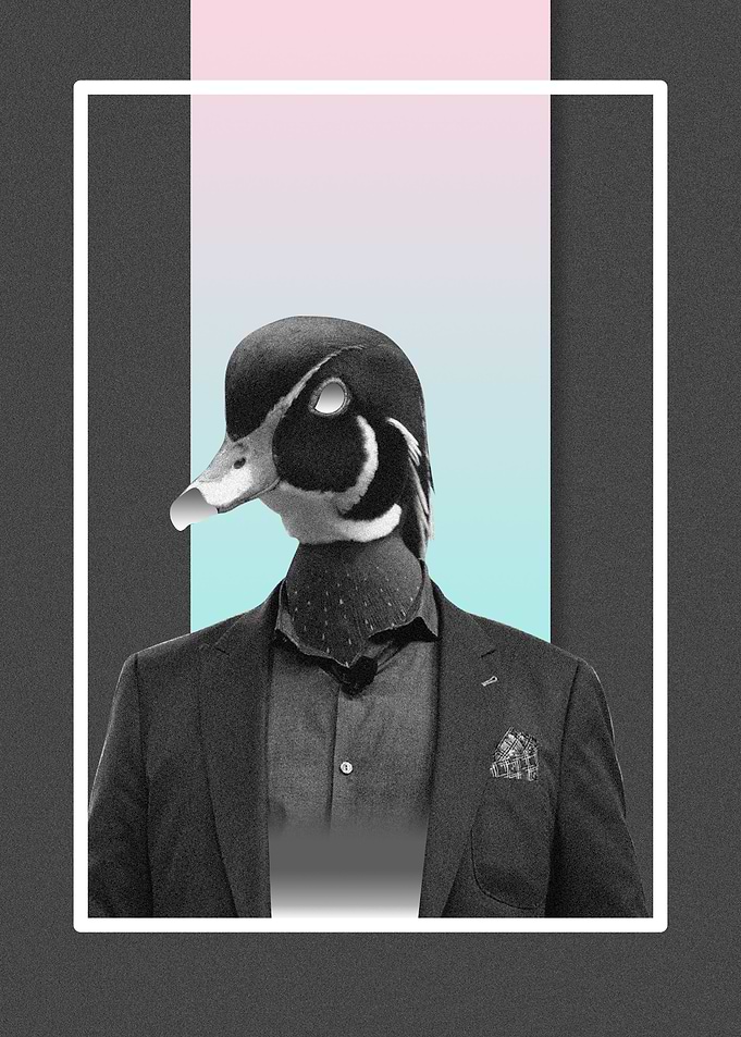 Sire Duck