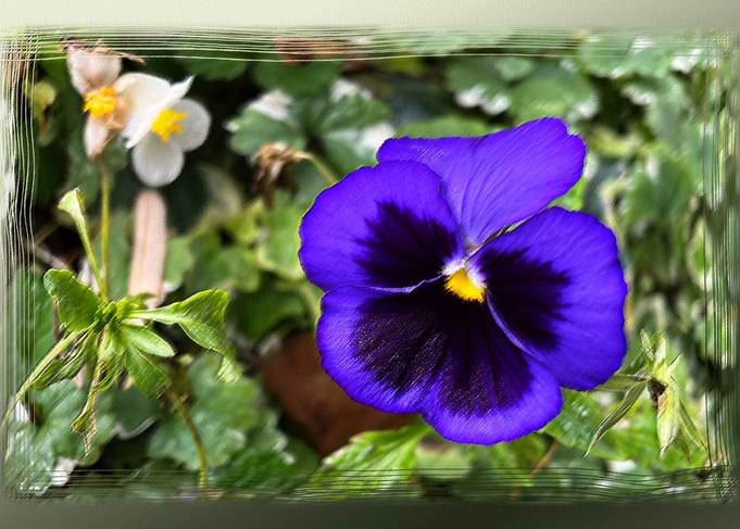 Purple pansy