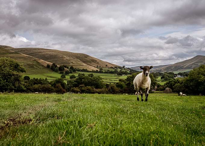 Sheep in the Hills