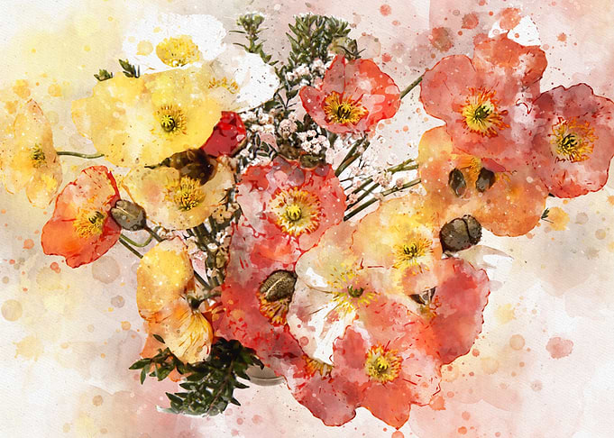 Klatschmohn Poppy