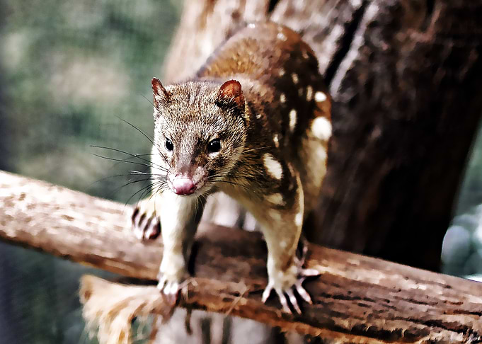 quoll cute
