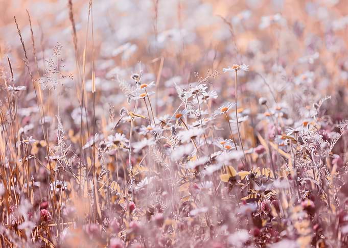 Summer meadow
