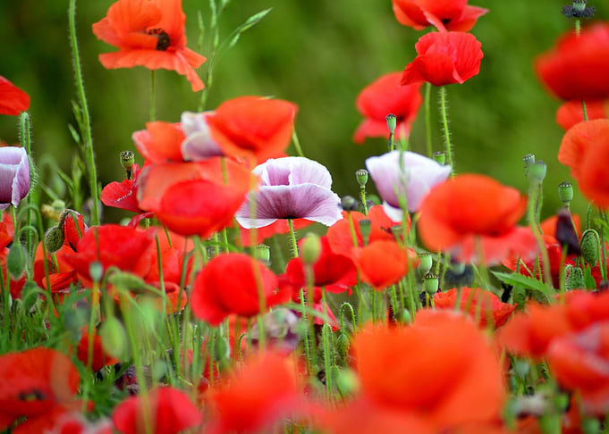 Klatschmohn Poppy